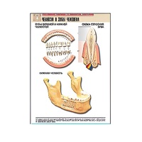 Рельефная таблица "Челюсти и зубы человека" (формат А1, матовое ламинир.) - «globural.ru» - Минусинск