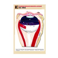 Рельефная таблица "Глаз. Строение" (формат А1, матовое ламинир.) - «globural.ru» - Минусинск