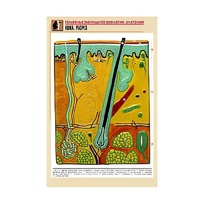 Рельефная таблица "Кожа. Разрез" (формат А1, матовое ламинир.) - «globural.ru» - Минусинск