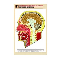 Рельефная таблица "Сагиттальный разрез головы" (формат А1, матовое ламинир.) - «globural.ru» - Минусинск