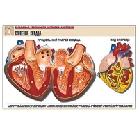 Рельефная таблица "Строение сердца" (формат А1, матовое ламинир.) - «globural.ru» - Минусинск