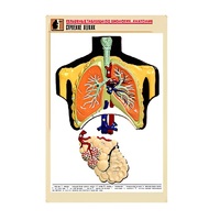 Рельефная таблица "Строение легких" (формат А1, матовое ламинир.) - «globural.ru» - Минусинск