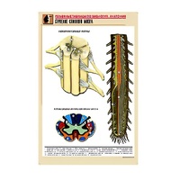 Рельефная таблица "Строение спинного мозга " (формат А1, матовое ламинир.) - «globural.ru» - Минусинск