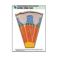 Рельефная таблица "Клеточное строение стебля" (формат А1, матовое ламинир.) - «globural.ru» - Минусинск