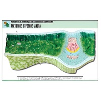 Рельефная таблица "Клеточное строение листа" (формат А1, матовое ламинир.) - «globural.ru» - Минусинск