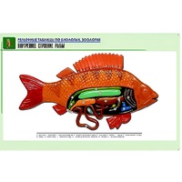 Рельефная таблица "Внутреннее строение рыбы" (формат А1, матовое ламинир.) - «globural.ru» - Минусинск