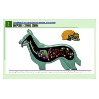 Рельефная таблица "Внутреннее строение собаки" (формат А1, матовое ламинир.) - «globural.ru» - Минусинск