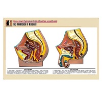 Рельефная таблица "Таз мужской и женский" (формат А1, матовое ламинир.) - «globural.ru» - Минусинск
