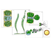 Модель-аппликация "Размножение многоклеточной водоросли" (ламинированная) - «globural.ru» - Минусинск
