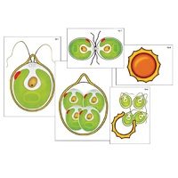 Модель-аппликация "Размножение одноклеточной водоросли" (ламинированная) - «globural.ru» - Минусинск