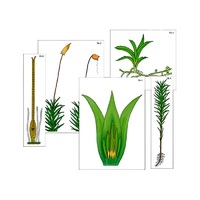 Модель-аппликация "Размножение мха" (ламинированная) - «globural.ru» - Минусинск