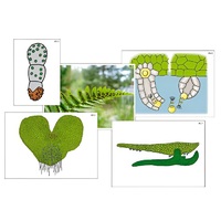 Модель-аппликация "Размножение папоротника" (ламинированная) - «globural.ru» - Минусинск