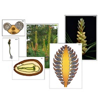 Модель-аппликация "Размножение сосны" (ламинированная) - «globural.ru» - Минусинск