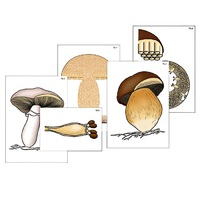 Модель-аппликация "Размножение шляпочного гриба" (ламинированная) - «globural.ru» - Минусинск
