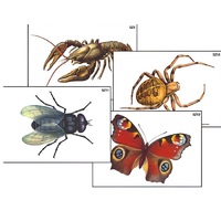 Модель-аппликация "Разнообразие беспозвоночных" (ламинированная) - «globural.ru» - Минусинск