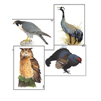 Модель-аппликация "Разнообразие высших хордовых 1. Пресмыкающиеся и птицы" (ламинированная) - «globural.ru» - Минусинск