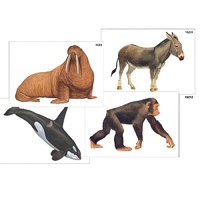 Модель-аппликация "Разнообразие высших хордовых 2. Млекопитающие" (ламинированная) - «globural.ru» - Минусинск