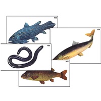 Модель-аппликация "Разнообразие низших и высших хордовых" (ламинированная) - «globural.ru» - Минусинск