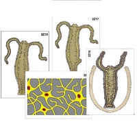 Модель-аппликация "Строение и размножение гидры" (ламинированная) - «globural.ru» - Минусинск