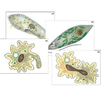 Модель-аппликация "Строение и разнообразие простейших" (ламинированная) - «globural.ru» - Минусинск