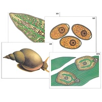 Модель-аппликация "Циклы развития печеночного сосальщика и бычьего цепня" (ламинированная) - «globural.ru» - Минусинск