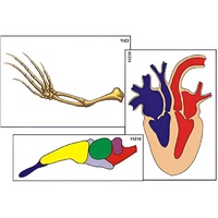 Модель-аппликация "Эволюция важнейших систем органов позвоночных" (ламинированная) - «globural.ru» - Минусинск