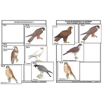 Комплект дидактических карточек: "Систематика и экология птиц" (95 штук, цвет., лам.) - «globural.ru» - Минусинск