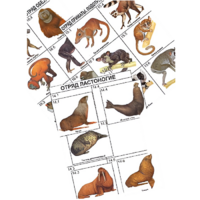 Комплект дидактических карточек: "Систематика и экология млекопитающих" (96 штук, цвет., лам.) - «globural.ru» - Минусинск