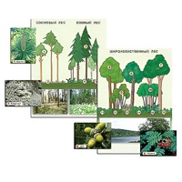 Гербарий фотографический "Растительные сообщества. Лес" (раздаточный) - «globural.ru» - Минусинск