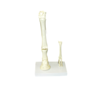 Модель "Скелет конечностей лошади и овцы" (на подставке) - «globural.ru» - Минусинск