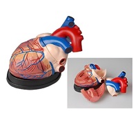 Модель сердца в разрезе (демонстрационная) - «globural.ru» - Минусинск