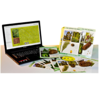 Коллекция натурально-интерактивная "Голосеменные растения" - «globural.ru» - Минусинск