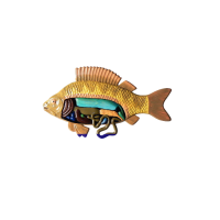 Модель барельефная "Внутреннее строение рыбы" - «globural.ru» - Минусинск