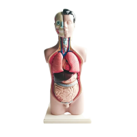 Торс человека разборный - «globural.ru» - Минусинск