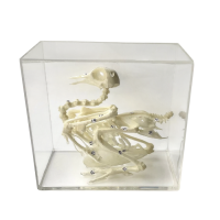 Комплект скелетов различных классов животных - «globural.ru» - Минусинск