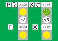 Модель-аппликация Дигибридное скрещивание. Законы Менделя. (набор из 84 карт) - «globural.ru» - Минусинск