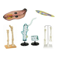 Комплект зоологических моделей демонстрационный - «globural.ru» - Минусинск
