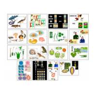 Комплект моделей-аппликаций демонстрационный - «globural.ru» - Минусинск