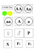 Модель-аппликация Моногибридное скрещивание и его цитологические основы - «globural.ru» - Минусинск