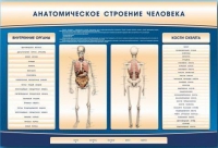 Электрифицированный стенд-тренажер c макетом скелета "Анатомическое строение человека" - «globural.ru» - Минусинск