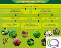 Стенд "Систематика растений" - «globural.ru» - Минусинск