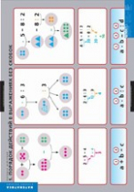 Математика Порядок действий (комплект таблиц) - «globural.ru» - Минусинск
