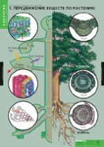 Биология. Растение - живой организм (комплект таблиц) - «globural.ru» - Минусинск