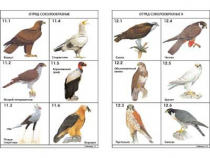 Комплект таблиц по зоологии раздаточных "Разнообразие животных. Птицы." (цвет.,лам., формат А4, 16 штук) - «globural.ru» - Минусинск