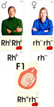 Модель-аппликация "Наследование резус-фактора" (ламинированная) - «globural.ru» - Минусинск