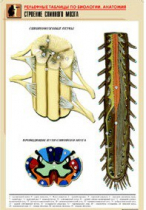 Рельефная таблица "Строение спинного мозга " (формат А1, матовое ламинир.) - «globural.ru» - Минусинск