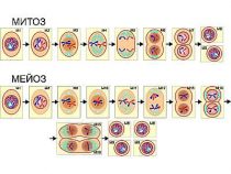 Модель-аппликация "Деление клетки. Митоз и мейоз" (ламинированная) - «globural.ru» - Минусинск