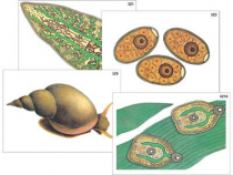 Модель-аппликация "Циклы развития печеночного сосальщика и бычьего цепня" (ламинированная) - «globural.ru» - Минусинск