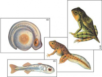Модель-аппликация "Развитие костной рыбы и лягушки" (ламинированная) - «globural.ru» - Минусинск