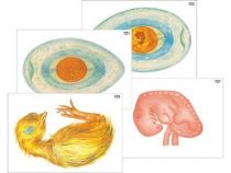 Модель-аппликация "Развитие птицы и млекопитающего (человека)" (ламинированная) - «globural.ru» - Минусинск